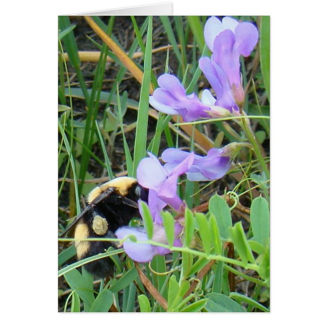 F2 Biet på lila vilda blommor Hälsningskort (Framsidan)