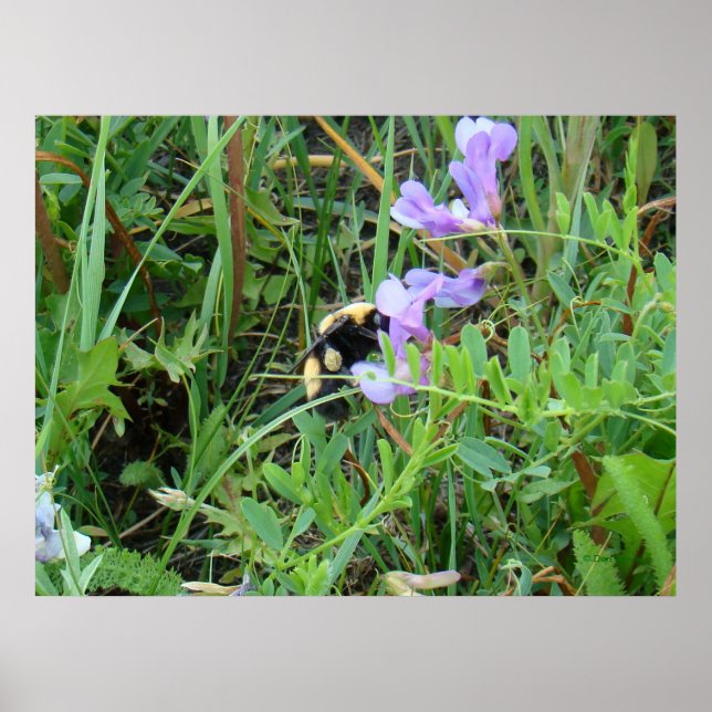 F2 Biet på lila vilda blommor Poster (Framsidan)