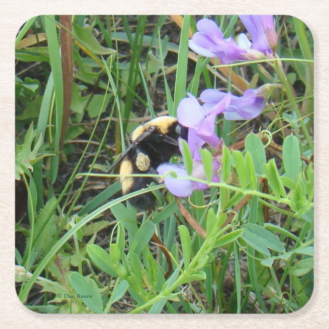 F2 Biet på lila vildblomma Underlägg Papper Kvadrat (Framsidan)