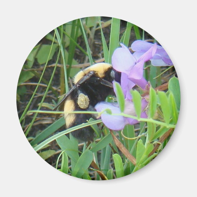 F2 Bin på Lila Wildblomma Magnet (Framsidan)