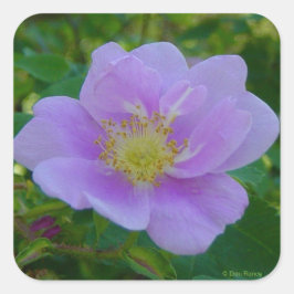 F37 Vilden Ro Fyrkantigt Klistermärke