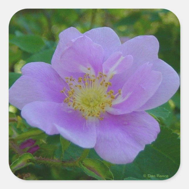 F37 Vilden Ro Fyrkantigt Klistermärke (Framsida)