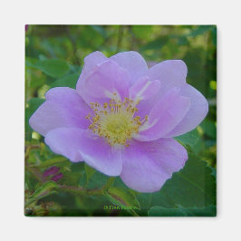 F37 Vilden Ro Magnet