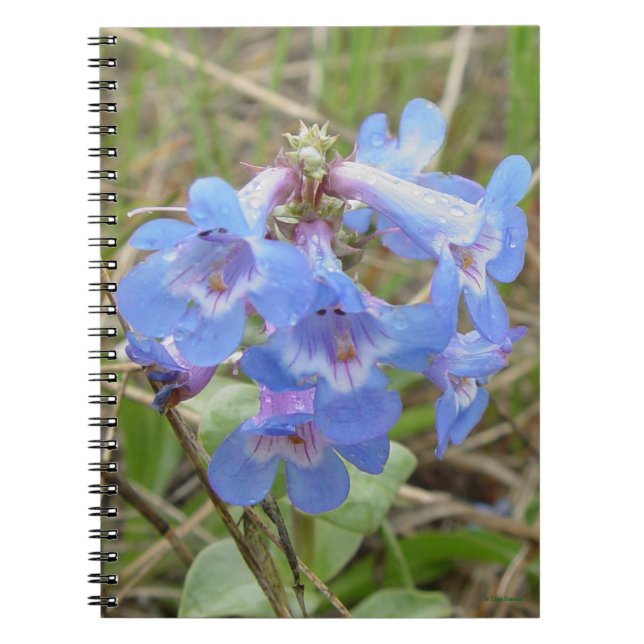 F3 Blå Vilda Blommor Slank Blå Skäggrört Anteckningsbok (Framsidan)