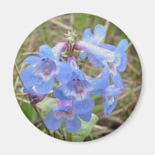 F3 Blå Vilda Blommor Slank Blå Skäggtunga Magnet