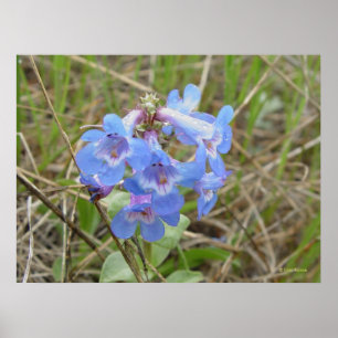 F3 Blå Vilda Blommor Slank Blå Skäggtunga Poster
