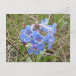 F3 Blå Vilda Blommor Slank Blå Skäggtunga Vykort