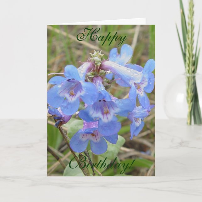 F3 Blå Vilda Blommor Smal Blå Skäggrör Kort (Framsida)