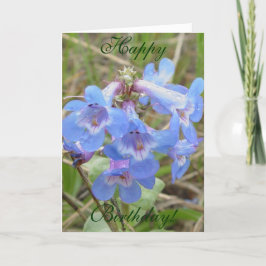 F3 Blå vildblommor Slender Blue Beardtongue Kort