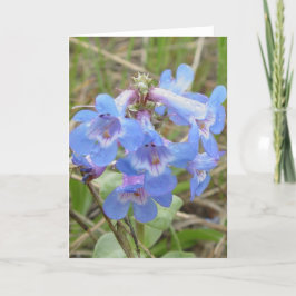 F3 Blue Wildblommor Slender Blue Beard-tunga Kort