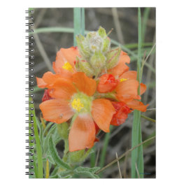 F40 Orange vilda blommor Scarlet Mallow Anteckningsbok