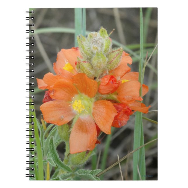 F40 Orange vilda blommor Scarlet Mallow Anteckningsbok (Framsidan)