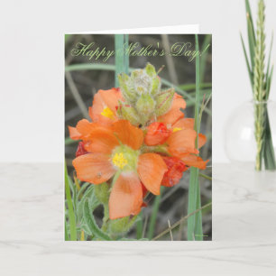 F40 Orange vilda blommor Scarlet Mallow Kort