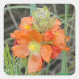 F40 Orange Wildblommor Scarlet Mallow Fyrkantigt Klistermärke