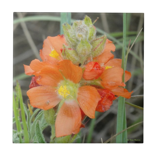 F40 Orange Wildblommor Scarlet Mallow Kakelplatta (Framsidan)