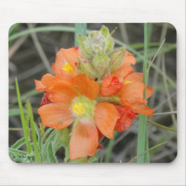 F40 Orange Wildblommor Scarlet Mallow Musmatta