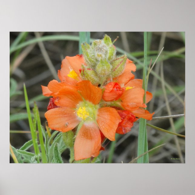 F40 Orange Wildblommor Scarlet Mallow Poster (Framsidan)