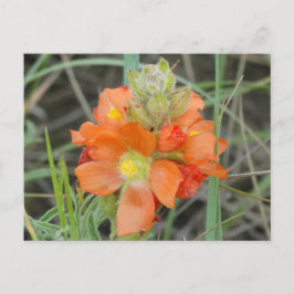 F40 Orange Wildblommor Scarlet Mallow Vykort