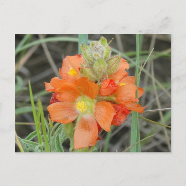 F40 Orange Wildblommor Scarlet Mallow Vykort (Framsida)