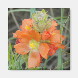 F40 Orangea vilda blommor scharlakansröd malva Magnet