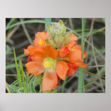 F40 Orangevilda blommor Röd Malva