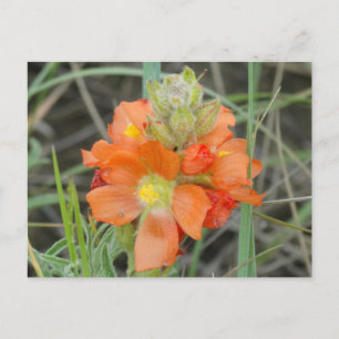 F40 Orangevilda blommor scharlakansmalva Vykort