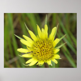 F41 Gul vild blommande getskägg Poster