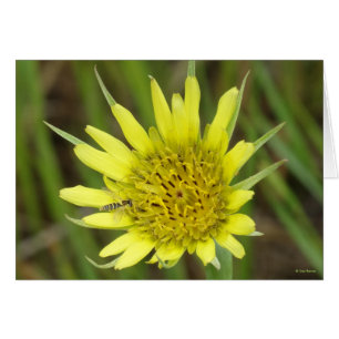 F41 Gul Vildblomma Getingblomster Hälsningskort