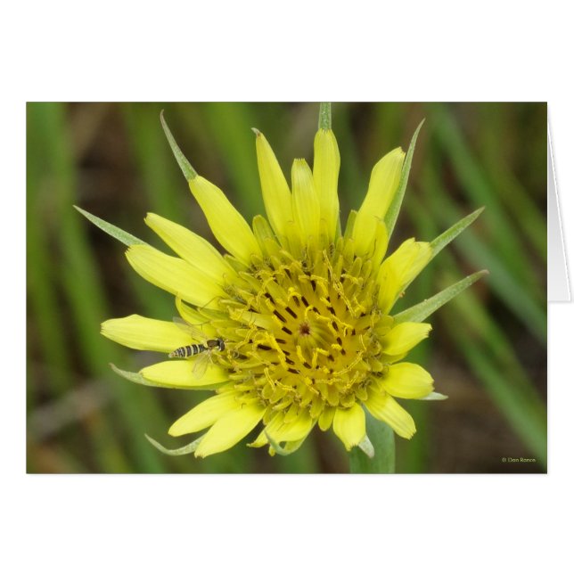 F41 Gul Vildblomma Getingblomster Hälsningskort (Framsidan Horizontal)