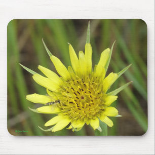 F41 Gul Vildblomma Getingblomster Musmatta
