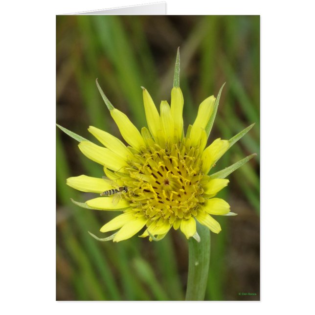 F41 Gul Vildblomma Getingborste Hälsningskort (Framsidan)
