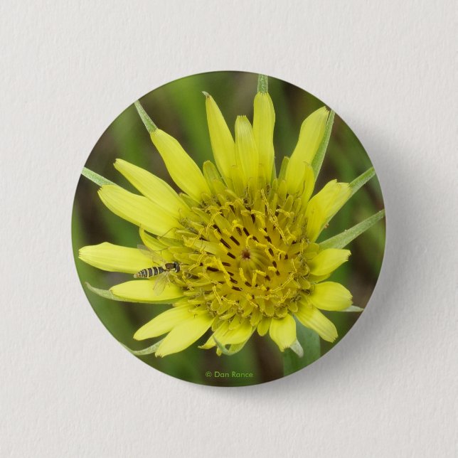F41 Gul vildblomma getskägg Knapp (Framsida)