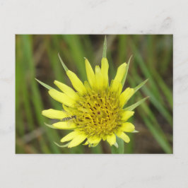 F41 Gul Vildblomma Getskägg Vykort
