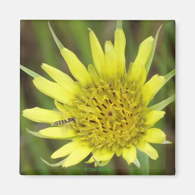 F41 Gult Wildblommor Goats-Beard Magnet (Framsidan)
