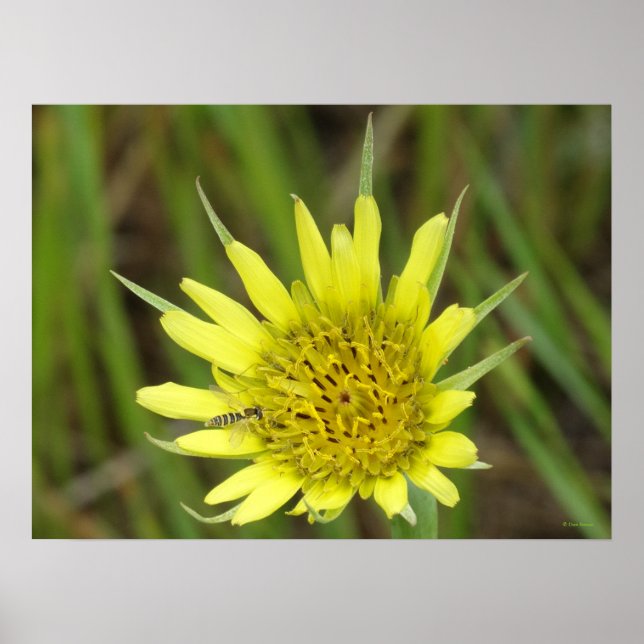 F41 Gult Wildblommor Goats-Beard Poster (Framsidan)