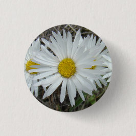 F42 Vita vilda blommor Slät aster Knapp