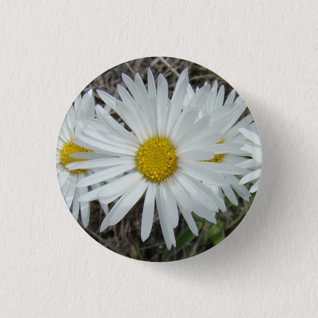 F42 Vita vilda blommor Slät aster Knapp (Framsida)