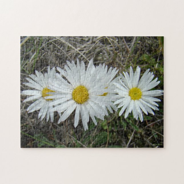 F42 Vita vilda blommor Slät aster Pussel (Horisontell)
