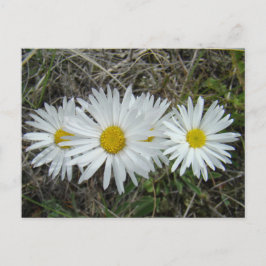 F42 Vita vilda blommor Slät aster Vykort