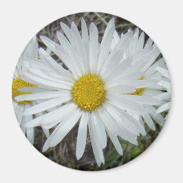 F42 Vita vildblommor Slät Aster Magnet