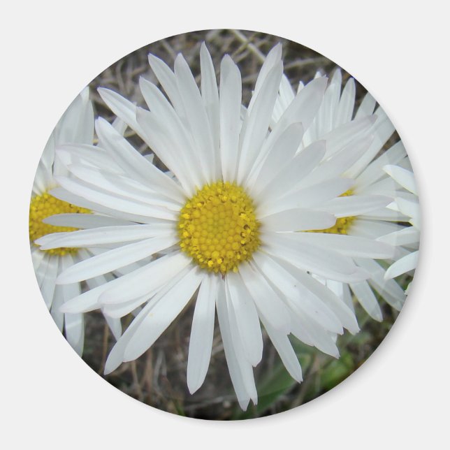 F42 Vita vildblommor Slät Aster Magnet (Framsidan)