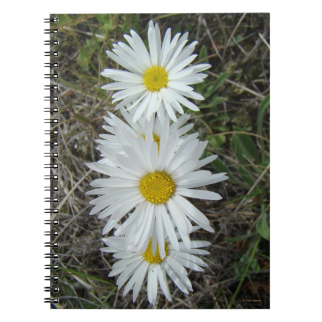 F42 Vitblommor, utjämnad Aster Anteckningsbok (Framsidan)