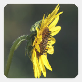 F43 Gul vildblomma Black-eyed Susan Fyrkantigt Klistermärke