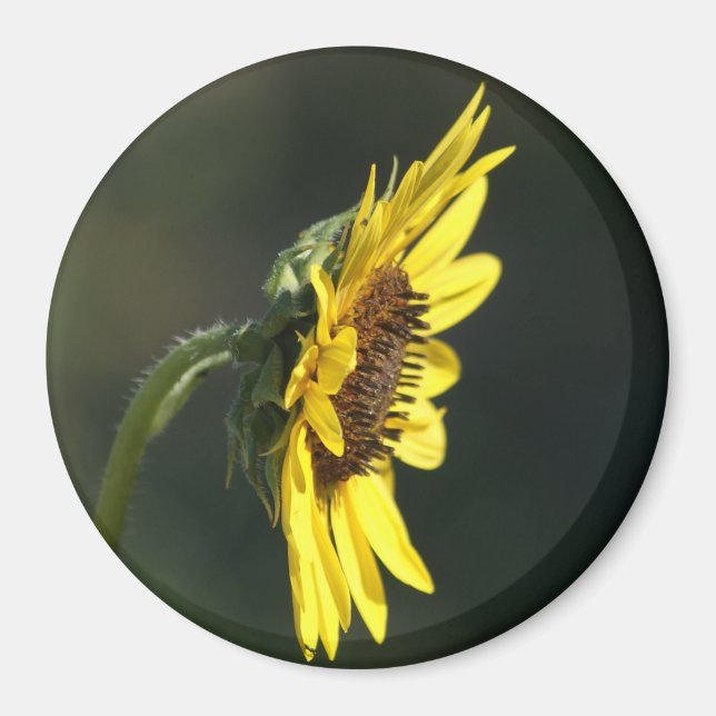 F43 Gul vildblomma Black-eyed Susan Magnet (Framsidan)