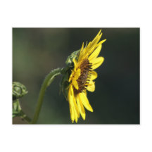 F43 Gul vildblomma Svartögd Susanne