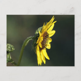 F43 Gul vildblomma Svartögd Susanne Vykort