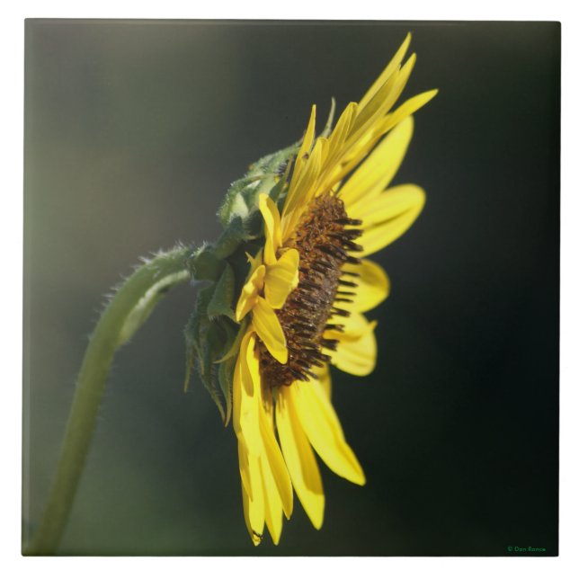 F43 Gul vildblomma Svartögda Susan Kakelplatta (Framsidan)