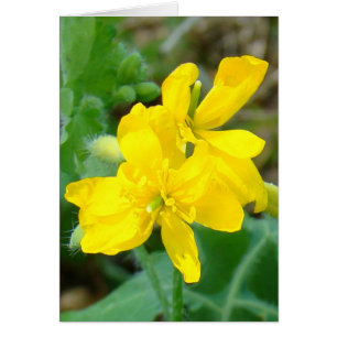F44 Gula vildblommor Vildsenap Hälsningskort