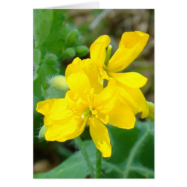 F44 Gula vildblommor Vildsenap Hälsningskort (Framsidan)