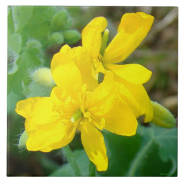 F44 Gula vildblommor Vildsenap Kakelplatta